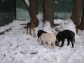 Unsere Baby-Gruppe im Schnee: Raya, fini, Fibi und Beylis