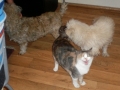 ...Missi (Magis Katze), Darja und Boschko feiern derweil in der Küche das Jubiläum mit
