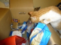 ...Miau - so viele Geschenke in der Kiste...