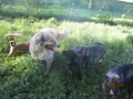 Sandra und Welpen 13.5.2016