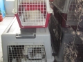 Kastration von 3 Dorfkatzen 7.6.2016