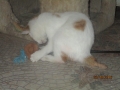 Chippi mit operierter Schwanz 3