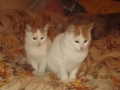 Zappo und Chippi 22.10.2016 2