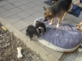Mischa, Janka und Wendy 6.11.2016