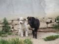 Putz und Nero 19.6.2016 1