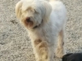 Pufi 20160718