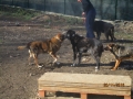 Lotti mit Lisko und Dedko 20.11.2016