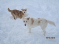 Shiila und Bella 17.1.2016