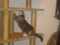 Neuer Katzenbaum 16.11.2016 3