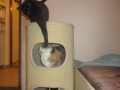 Neuer Katzenbaum 16.11.2016 5