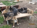 Welpenparadies in radulovtzi 24.4.2016 2