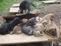 Welpenparadis in Radulovtzi 24.4.2016 2