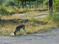 Das erste Bild von Alfa, dem "dünnen Hündchen"...