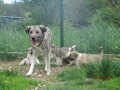 Ambar und die Welpen 14.5.2017