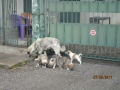 Ambar mit den Welpen auf der Strasse 7.5.2017