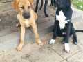 Milan-Balou-25.10.21