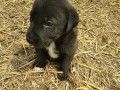 Weibchen-3-6.6.21