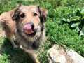 Bamse-24.6.23