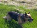 Sara-geniesst-den-Spaziergang-sehr-10.5.20