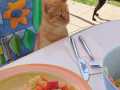 Wop-ist-mein-Mitagessen-3.10.24