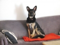 Borko posiert auf seiner roten Decke auf dem Sofa - extra für uns! Danke schön!