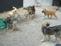 Bulgarien Transport 036