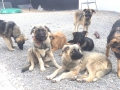 IMG-20150713-WA0056