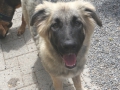 Ronja