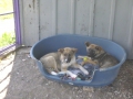 Chiko und Chaki 06.6.2015