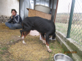Chestar-und-Ramona-31.3.2018-2