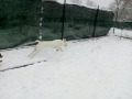 IMG-20161129-WA0003