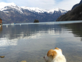 Diana am Brienzersee 30.3.18