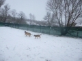 Raja, Romul und Goldi freuen sich über den neuen Schnee...
