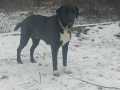 Balou-Serj-15.1.25