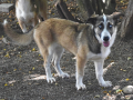 Feya-4.10.18a