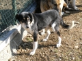 Foxi 3.3.13 1