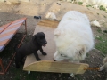 Fredi und Dobrin 2.4.2016