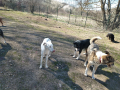 Belko-16.4.20