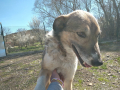 Chicko-16.4.20-2