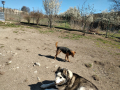 Drago-Susi-16.4.20