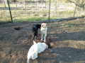 Ronja-Kalle-Topcho-16.4.20