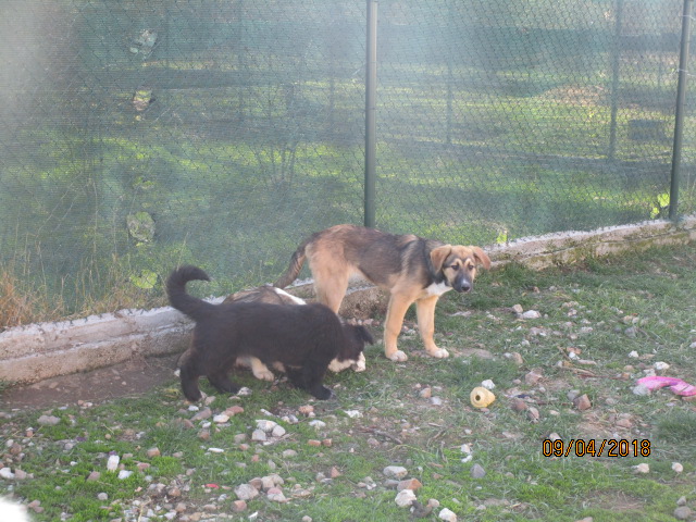 Mala, Totschiza und Sindi 9.4.2018