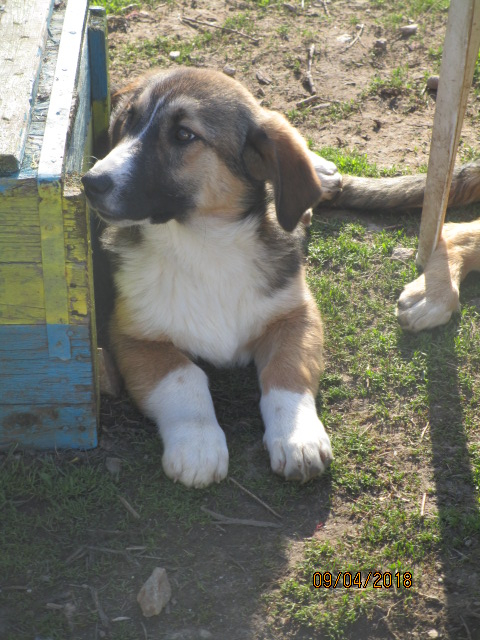 Zveta 9.4.2018 1