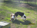Tzveta und Tascha 9.4.2018