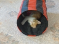 Garfi, das Katerchen ganz neu in Magis Katzenzimmer...