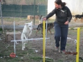 Belko bei Agility 20.3.2016 3