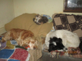 Arti-Kira-und-Katze-Missi-7.12.2019-Winterbaned