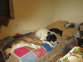 Robin-Kira-Branimir-und-Katze-Missi-7.12.2019-Winterabend