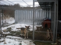 "Hund in Volière" - bis er geimpft ist, wohnt unser Goldschatz im Vogelhaus - mit gelegentlichen Ausflügen zu Rem, Maja-Junior und Ritschko.