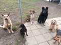Bubble-Branko-Robin-Marti-Arti-Susi-Mrz-23-